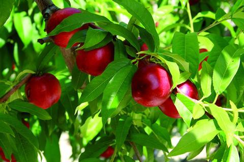 Hortofrutícola Topi S.A._ stone fruit