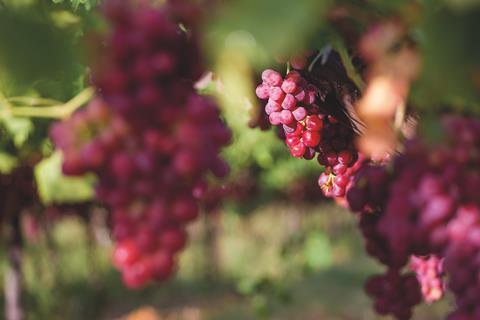 ZA Hex River red grapes