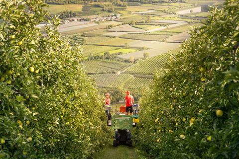 Vip Val Venosta apple orchard harvest