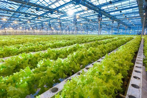 GEN Green salad growing in greenhouse 2