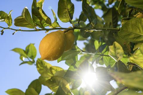 Ailimpo lemons on tree