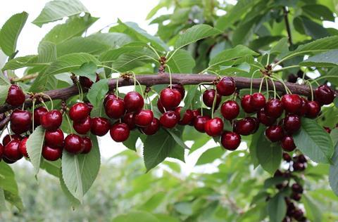 Kir Rio KSG Graeb cherries