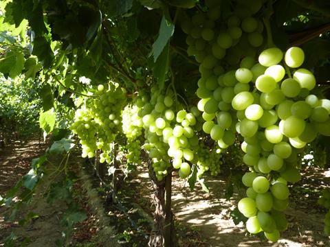 US grapes