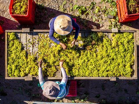 South African raisin packing overhead image