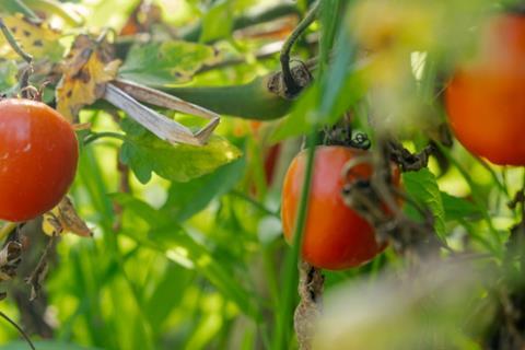 The UK currently imports 80 per cent of its fruits, and 47 per cent of its vegetables