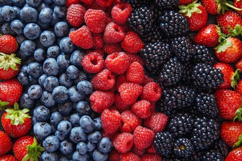 Mixed berries in rows Adobe