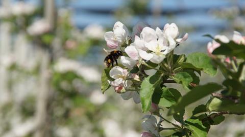 Ohne Bienen keine Äpfel_Insb. Wildbienen sind für frühe Sorten elementar, da sie auch bei kühlen Temperaturen fliegen_(c) Obst vom Bodensee