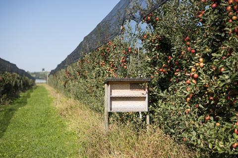 Wildbienen-Nistkasten in Obstgärten_(c) Obst vom Bodensee