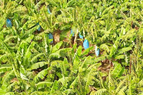Banana plantation in the Philippines