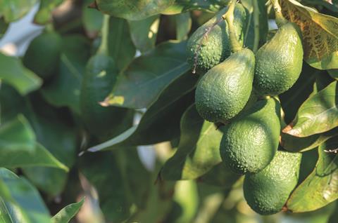 Peru avos