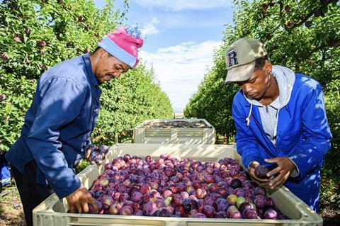 South African stonefruit harvesting