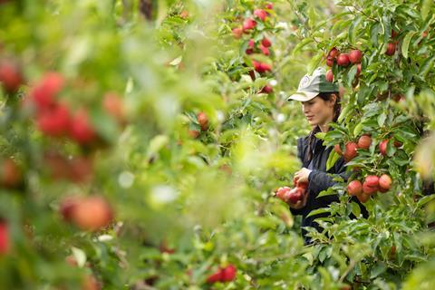 The new British apple season kicks off in September