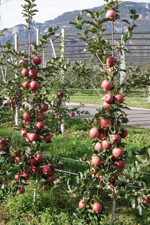 Deutschland: LEH verzeichnet stärkere Nachfrage nach einigen O+G-Produkten