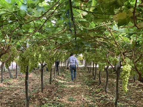 Giacovelli grapes