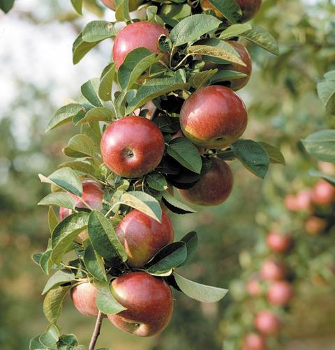 The English Apple Season Starts – Though They're Hard To, 59% OFF