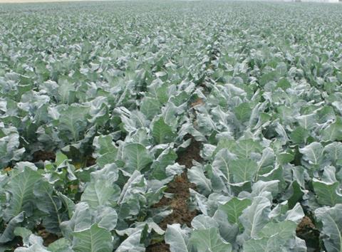 Staples grows a range of brassicas
