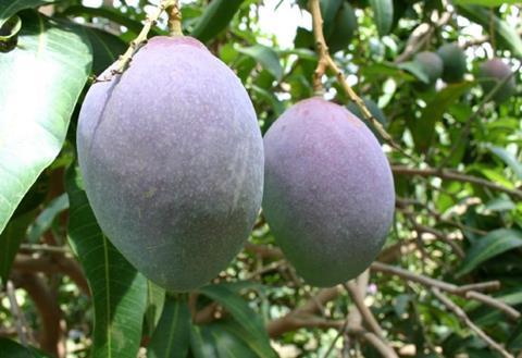 Mango production was badly affected by weather