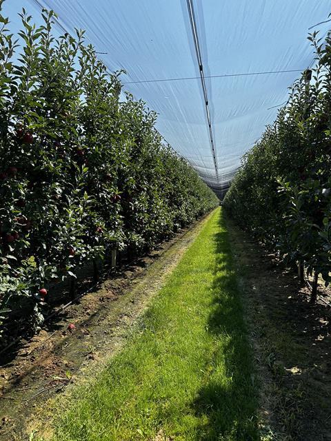 Hungary apple orchard Újfehértó