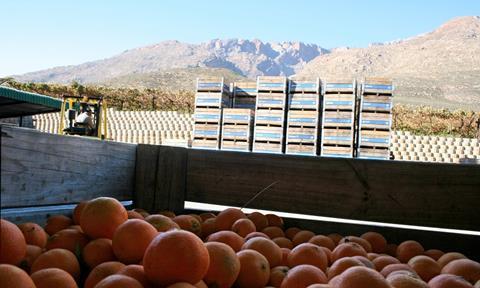 Südafrika: Hohe Erträge bei Citrusfrüchten erwartet