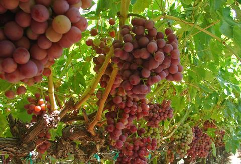 Flame seedless table grapes