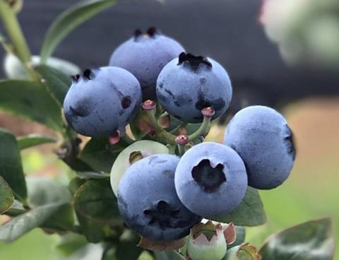 Ecuadorean blueberries