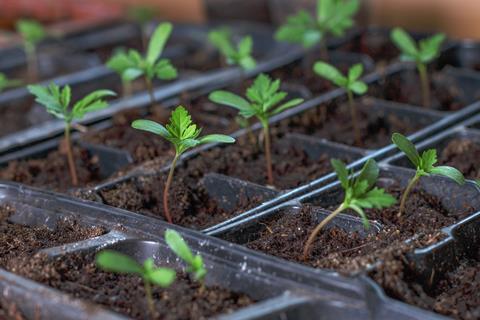 Plug producers are keen to go peat-free before any horticultural trade ban