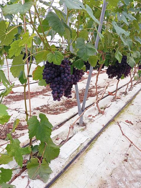 PL Mazovia grapes Biedronka