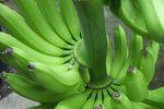 Ecuador_Bio-Bananen_-_Produktion___Verpackung__60__05.jpg