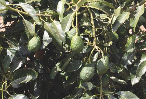 Kenyan avocados