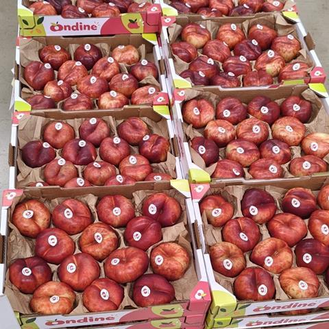 IT Ondine flat nectarines