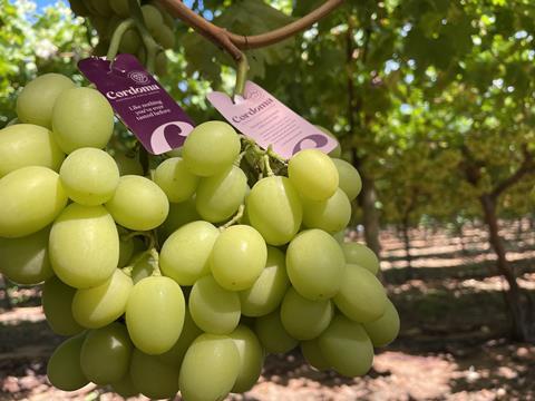 Autumncrisp grapes grown by Cordoma