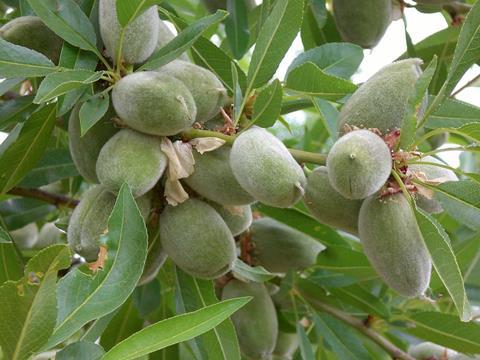 Kalifornien_Mandeln_Palm_Nuts_and_More__1__07.JPG