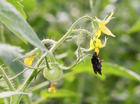 Bombus Attratus on tomato plant Biobest Argentina Empacadores Unidos