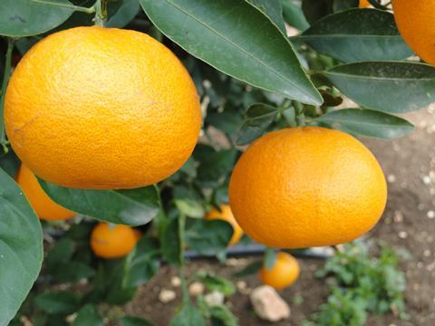 Mehadrin Easy Peeler - Sorte Hadas (2)