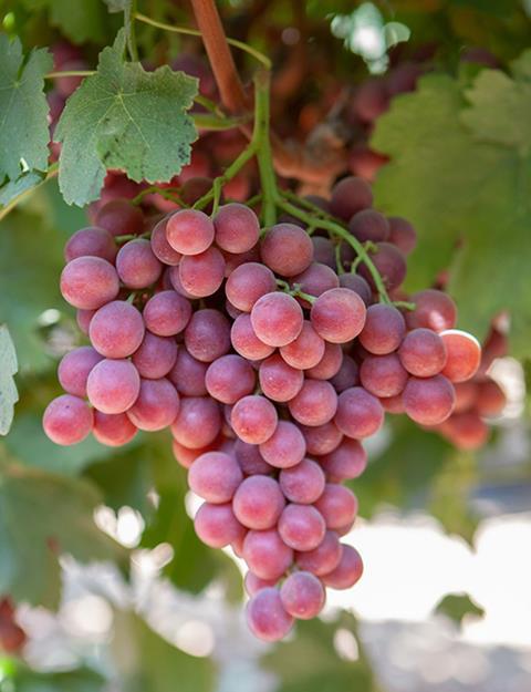 Naturitalia Sweet Celebration grapes