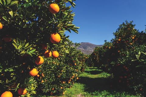 South African citrus