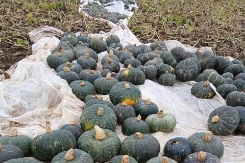 20,000kg of kabocha squash was spared from waste