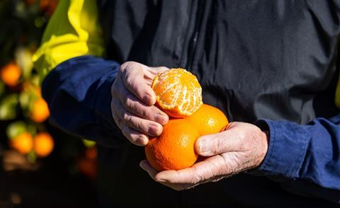 Dandy Mandy Mildura Fruit Company MFC new seedless mandarin