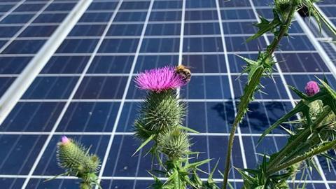 Hummel im Solarpark