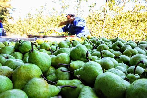 ZA pears Western Cape