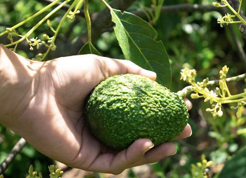 GreenFruit Avocados