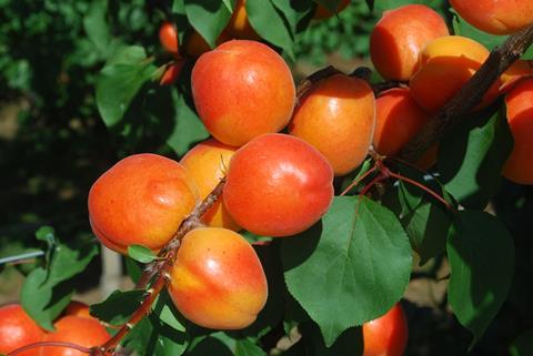 Red apricots InANDOut