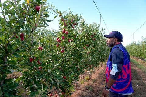 Sassy harvest in Australia’s Goulburn Valley