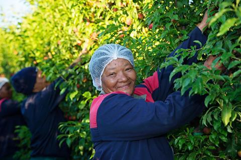 Boschendal Cherry Plums harvesting South Africa stonefruit