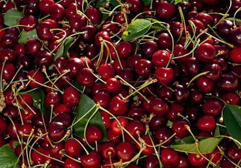 US NW Bing cherry harvest
