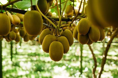 Zespri SunGold orchard