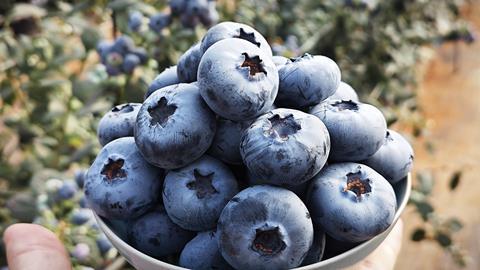 Planasa Blue Maldiva C