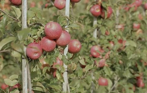 Wurtwinning apple