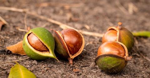 Foto: Australian Macadamias