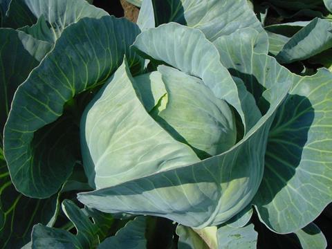 Landgard_Weißkohl_2_06.jpg
